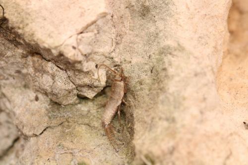 Ctenolepisma sp.